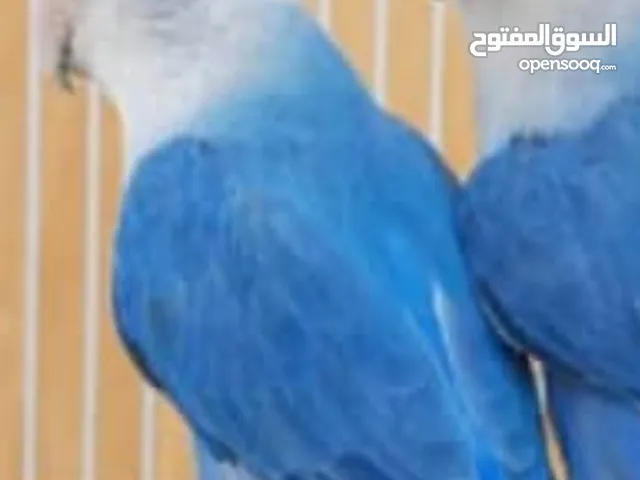 لدينا طيور الروز  الكوكتيل الموقع صنعاء