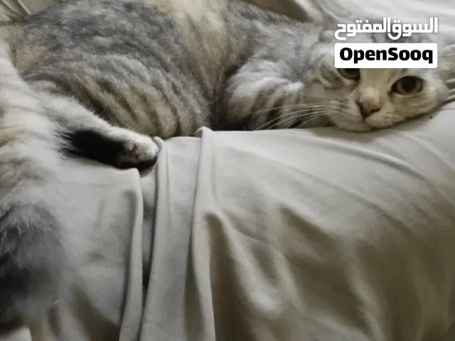 قطه أنثى هجين شيرازي