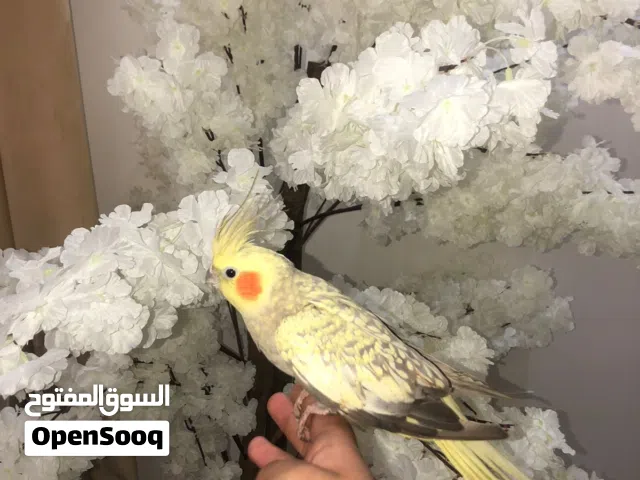 كوكتيل اليف