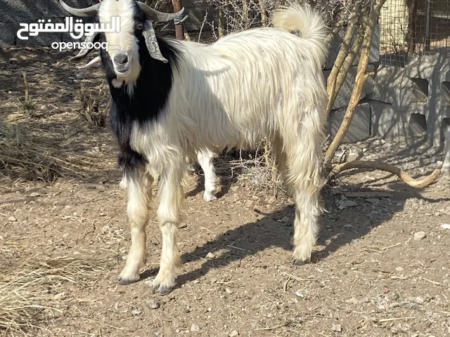 للبيع تيس عماني