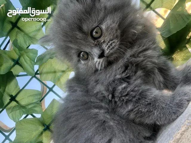 قطط سكوتش وهملايا كوراة فرو العمر 55 يوم اناث وذكور