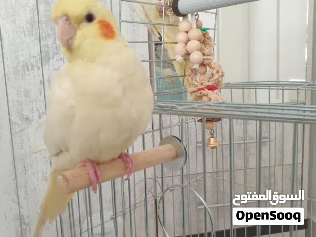 كوكتيل ذكر وأنثى