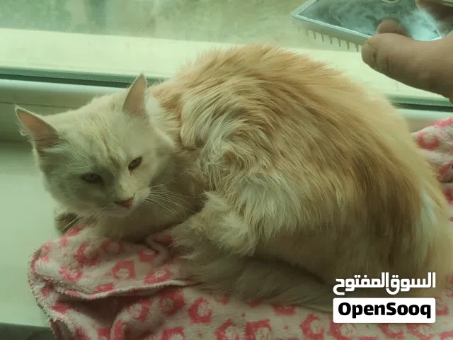 قط للتبني بدون اي مقابل