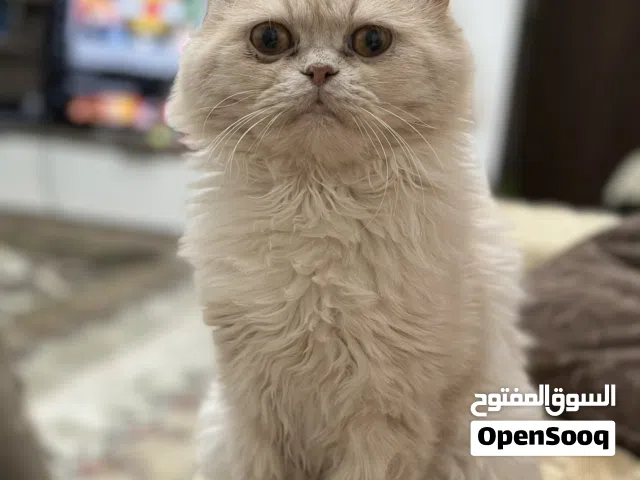 Persian Cat with Passport