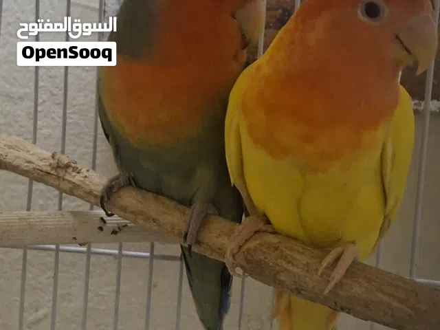 love bird with 4 chick plus cage