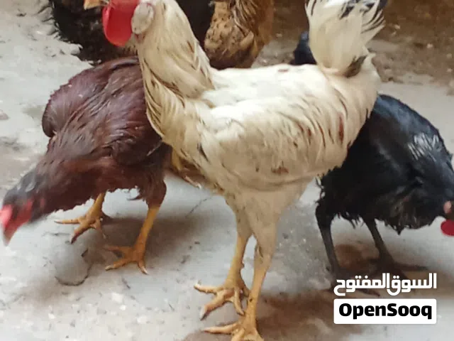 السلام وعليكم خوان دجاجات وديج عرب وحده كويتيه عيون سود وثانيه أم لحيه ول ثالثه عاديه بيهن 2 بياضات