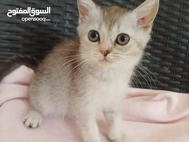 نوعها قولدن الحاله منتازه جدا ومطعمه العمر شهرين التواصل واتس او اتصال