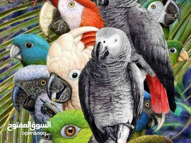 ترويض جميع انواع الببغاءات