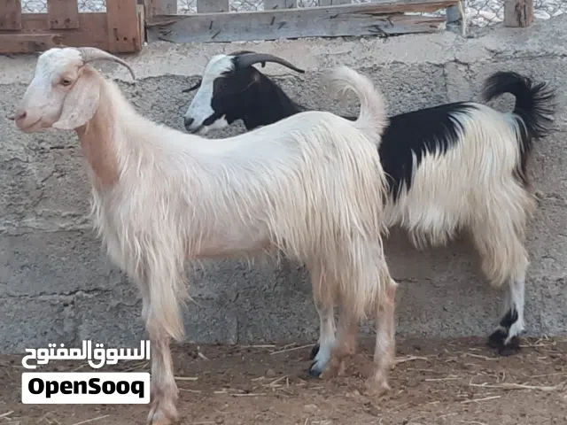 جداية مخصايات ماشاء الله
