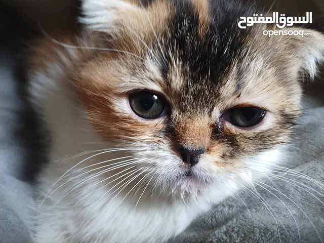 كتن سكوتش فولد سلفر وسكوتش فولد لونج هير وسكوتش ستريت