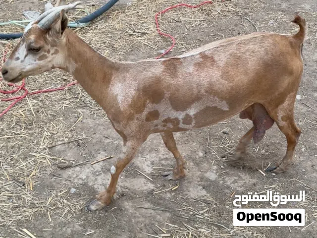شاه من الحلال الظفاري