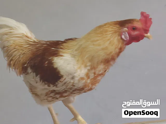 ديك لوهمان وجاجتين