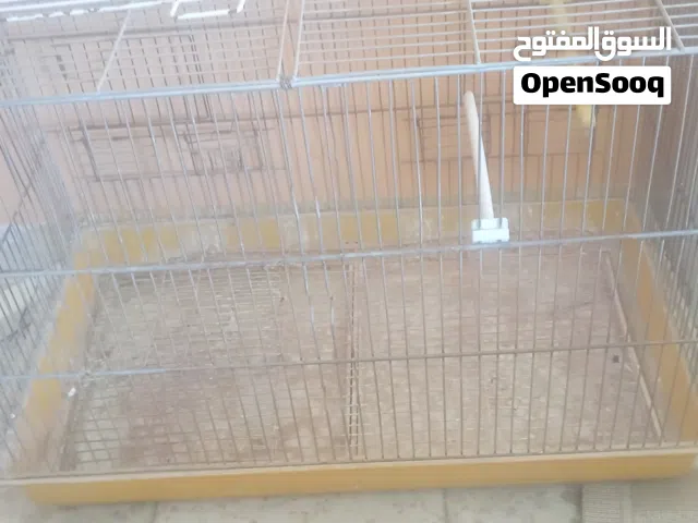 طيور للبيع