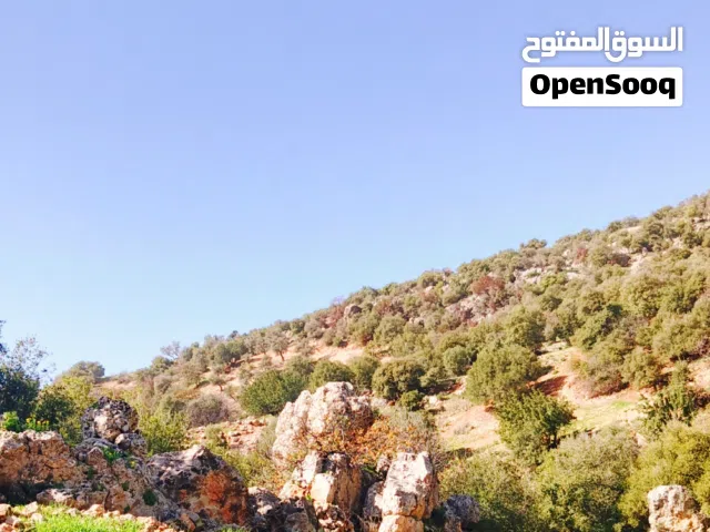 Farm Land for Sale in Ajloun Kuforanja