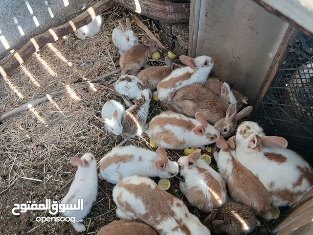 مزرعة أرانب صغيرة للبيع