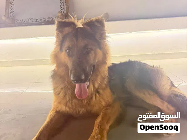 كلب جيرمن ثمان اشهر