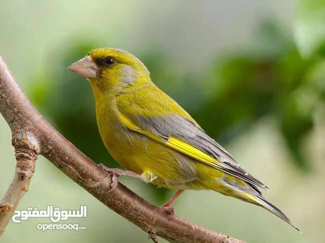 ذكر خضري قديم للبيع