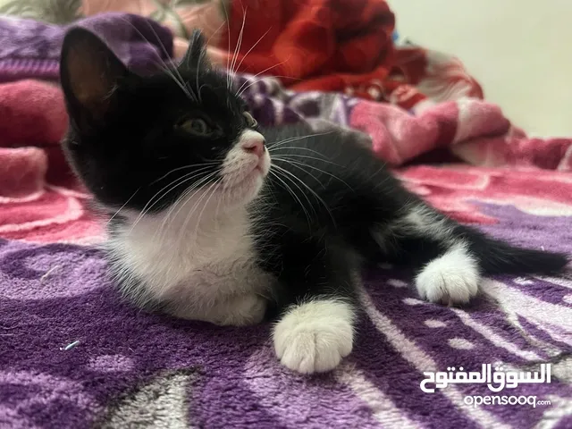 قط ذكر شيرازي رومي