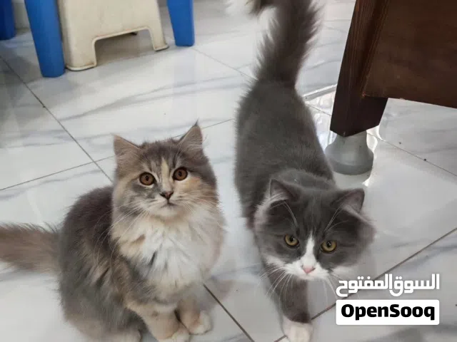 قطط للتبني بعمر ال6 شهور