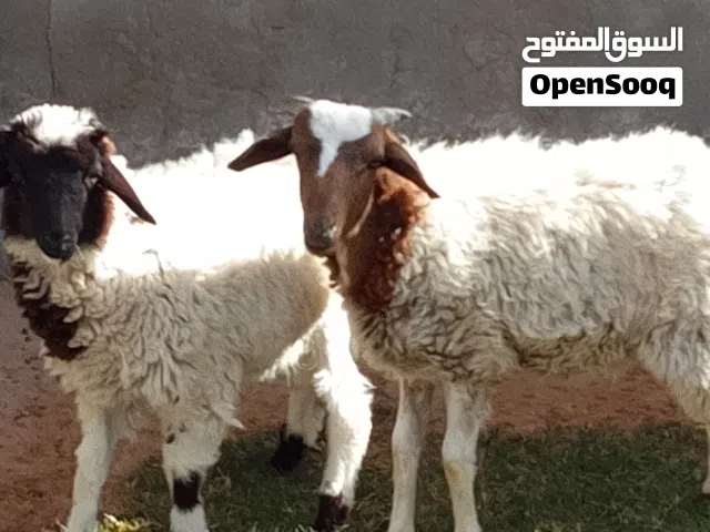 خروف وفطيمه العمر 4شهور ناشطات ياكلو أمورهم تمام