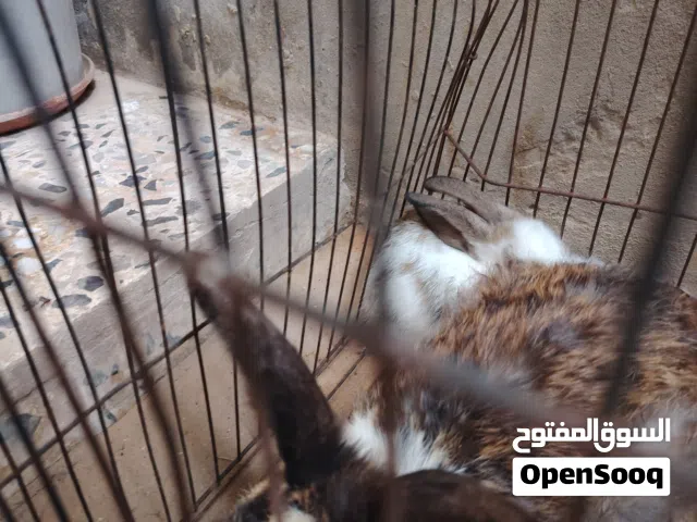 أرنب بجراها ربى يبارك