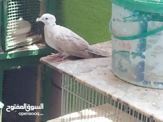 للبيع ياكريم شررط تبزير 3 زواج وتك