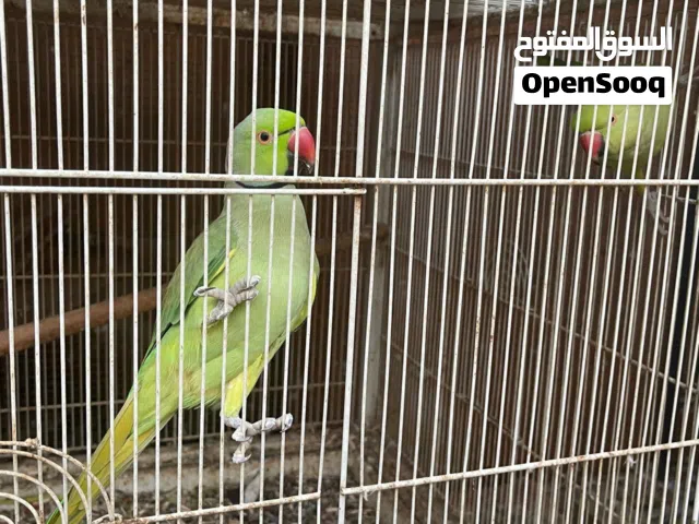 Indian ring neck breeding pair