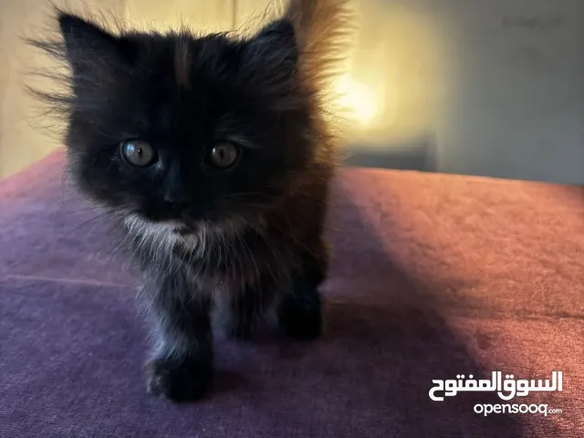قطتين انثى هامالايا العمر شهرين