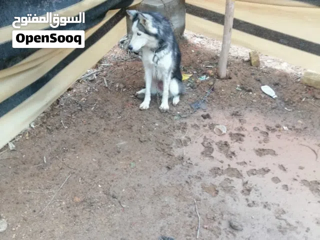 للبيع مكان نجف حي ميسان   وبيها مجال وتوصيل ماكو نثيه هاسكي اليفه والعيون كرستال نادره ولعوبه