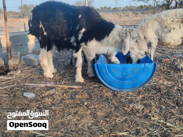 للبيع كبش نجدي فحل