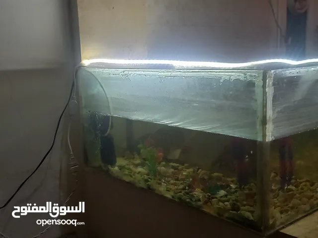 حوض اسماك حجم كبير محلي الصنع انضيف