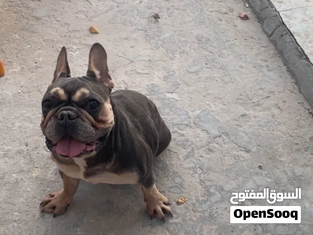 للبيع بولدوغ قابل للمساومه