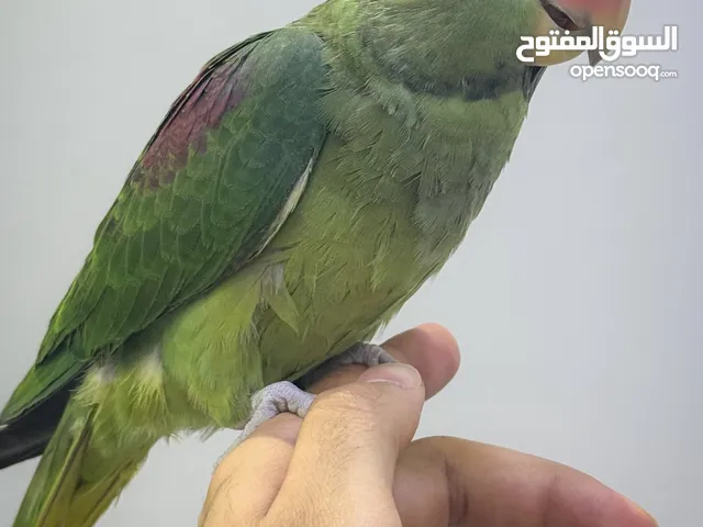 متو نيبالي