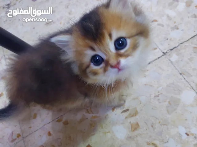 ققط للبيع شانشيلا مع شيرازي..جميلات الوان مختلفه ذكور واناث