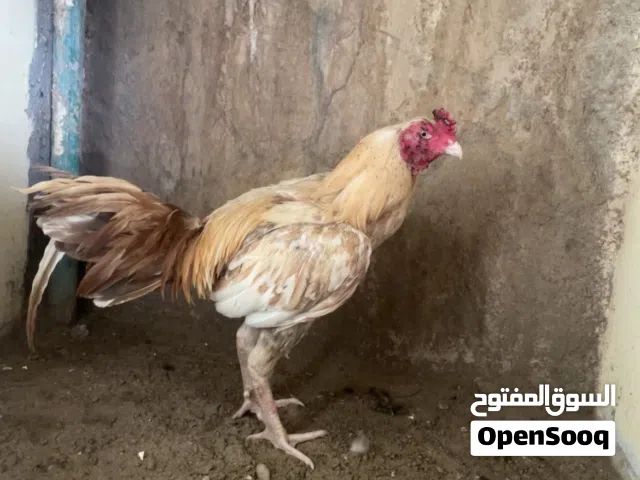 ديك بنجابي