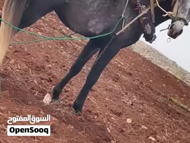 حصان بالصلاه على النبي