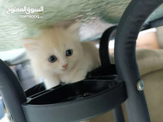 قط ذكر شيرازي عمره شهرين