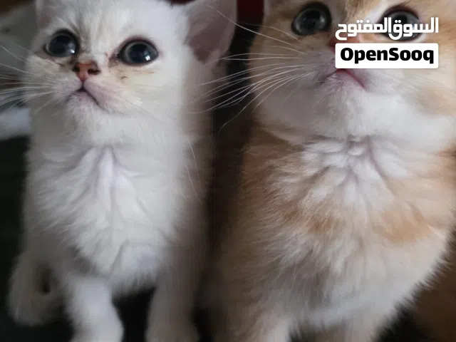 برتش قولد،انثتين وذكر