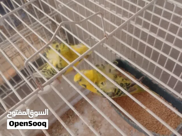 طيور حب تكساس هوغو رومو اصفر