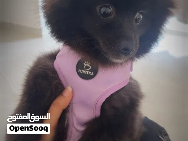 بومرنين أنثى