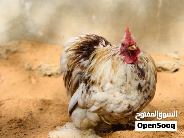 فروج ربي يبارك