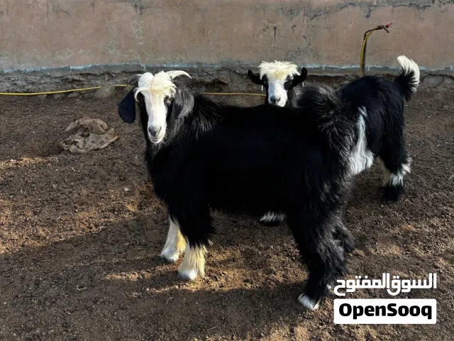 مشاريع فحوول درجه اولى