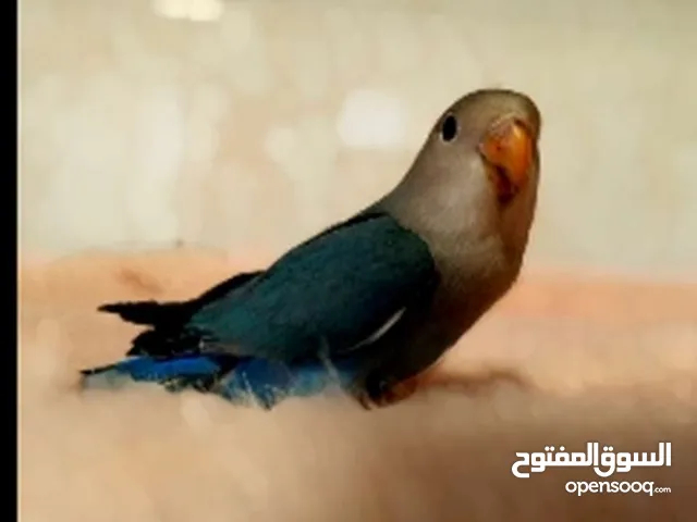 روز وكنار مع قفصين كلهم ب 25 مع توصيل مجاني لعمان ومادبا