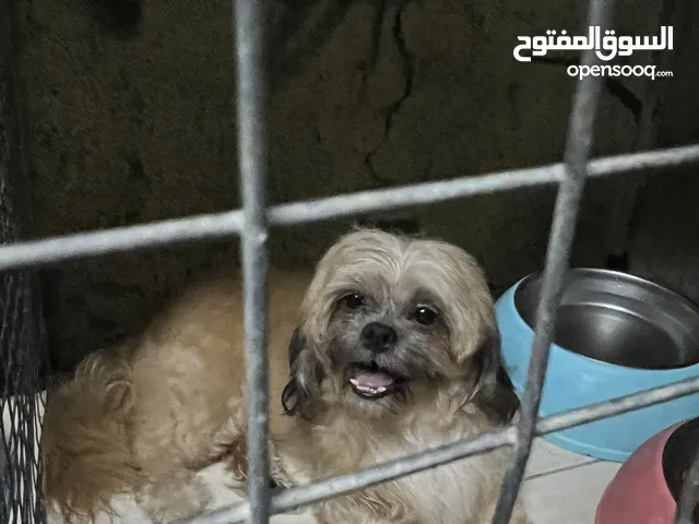 فرصه للبيع ذكر شيتزو وأنثى مالينو