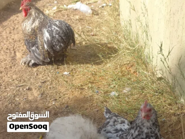 دجاج استرالي  عدد ثلاثة