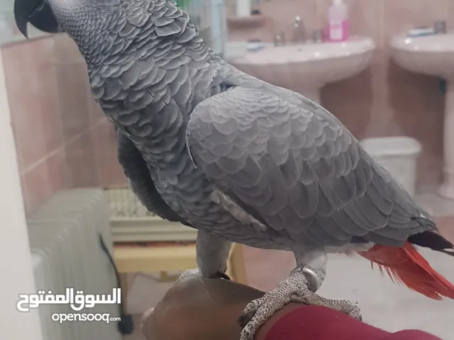 كاسكو فرح ياكل بروحه أليف حيل