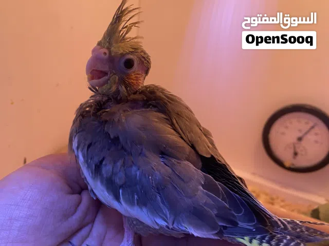 فرخ كروان عس