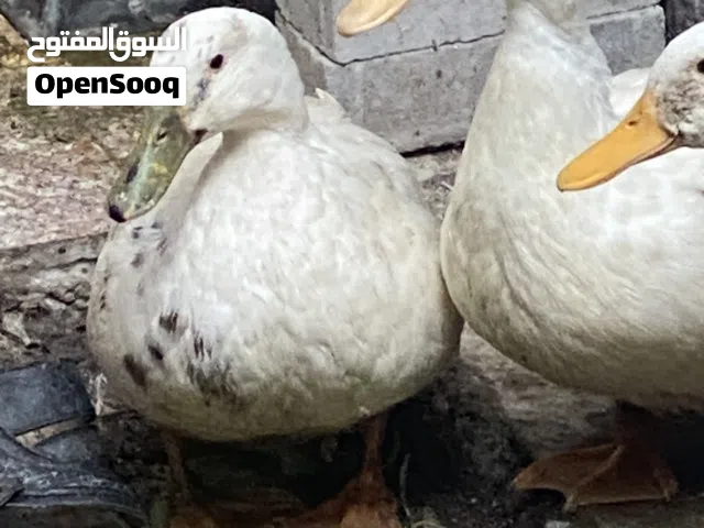 بشوش عدد 3 إمايات عمر 9 اشهر