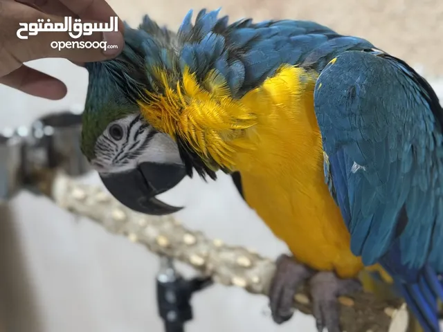 بغبغاء مكاو أليف للبيع فقط تم تخفيض السعر