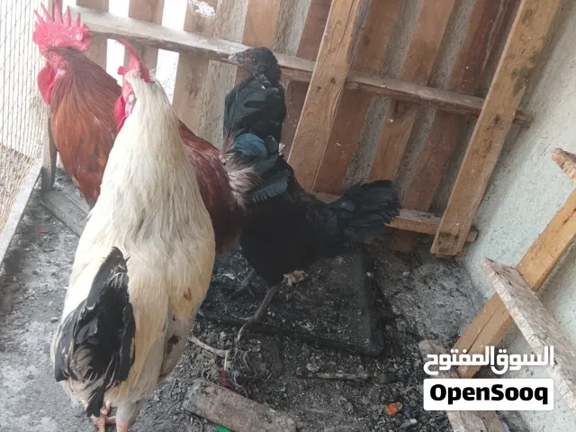ديوجه وياهن دجاجه بياضه
